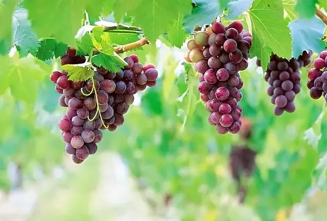 广西的特产水果有哪些，广西的特产有什么水果（满足水果控们的所有期望）