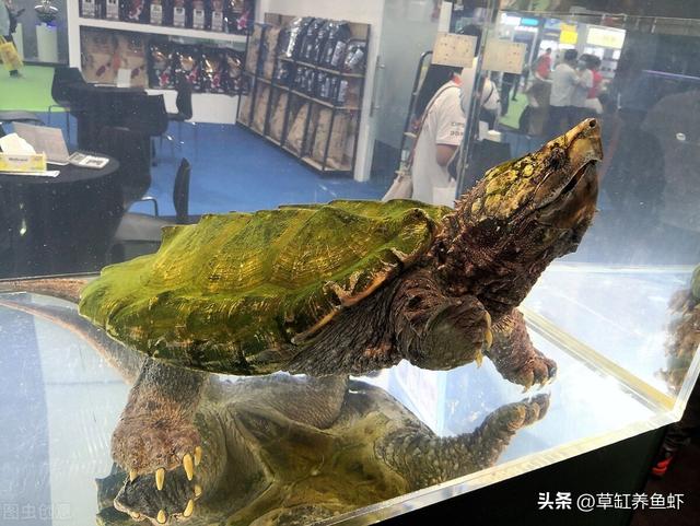 北美小鳄龟的饲养，北美小鳄龟的饲养方法视频（这4个细节要注意，别想当然）