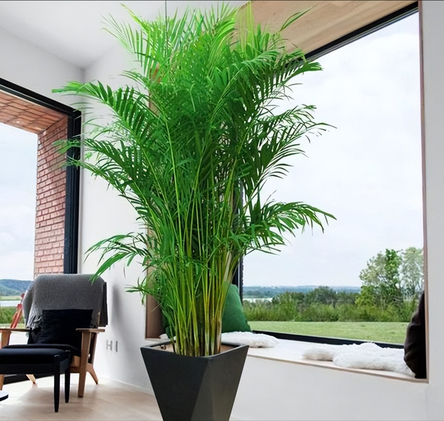 家养大叶藤蔓花，6种大叶花,家里放一盆,高档大气,喜庆吉祥空气好