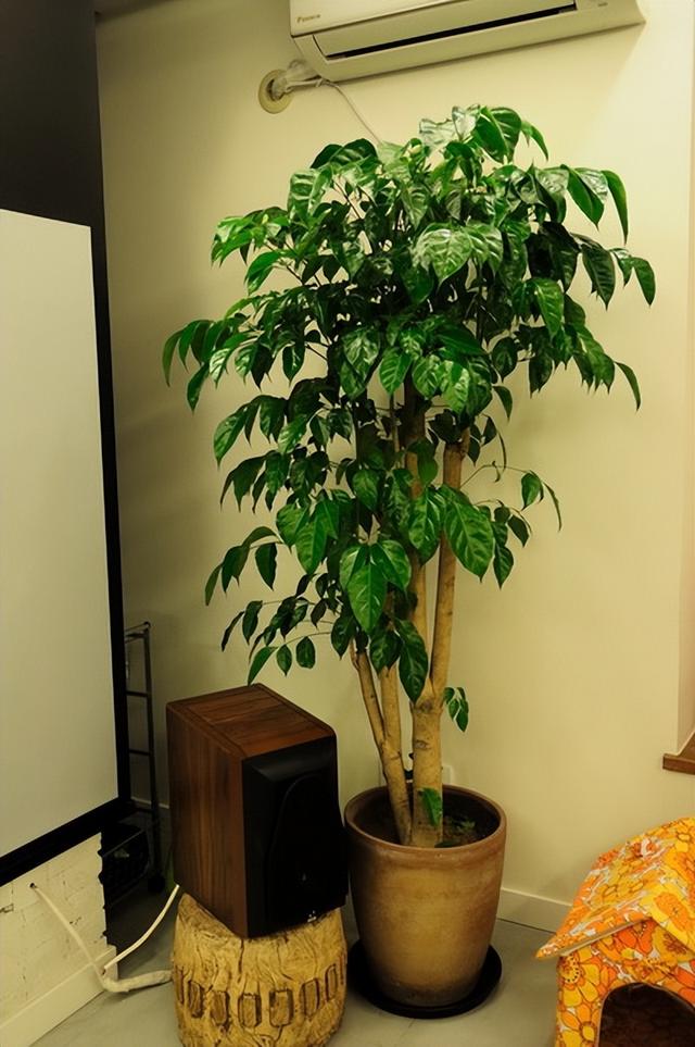 室内观叶植物有哪些，常见室内观叶植物有哪些（客厅养“很高档”）