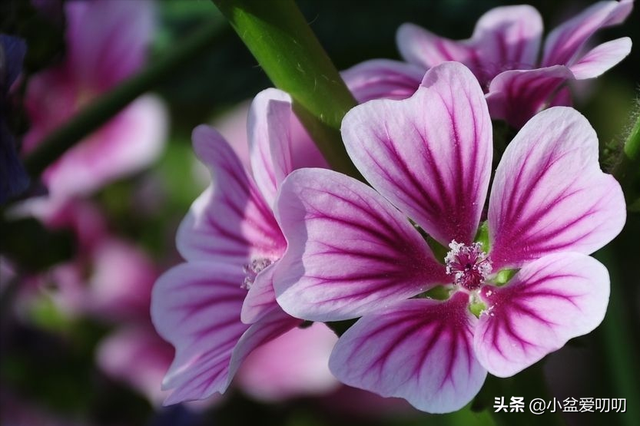 暗恋表白送什么花好，暗恋送花送什么花（男孩子们，千万不要送错花了）