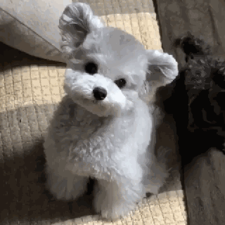 哪种博美犬最好养，很适合懒人养哦