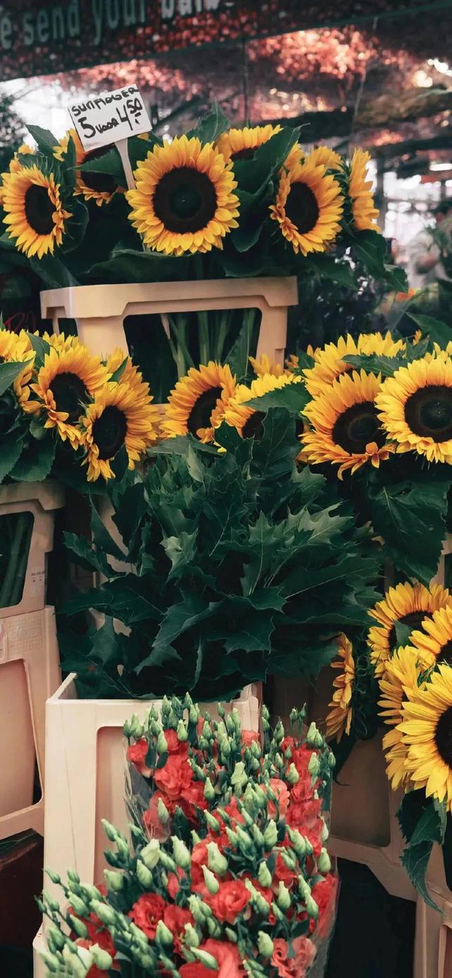 另一种灿烂人生，失恋后活出了另一种灿烂人生的星座（壁纸，灿烂人生）