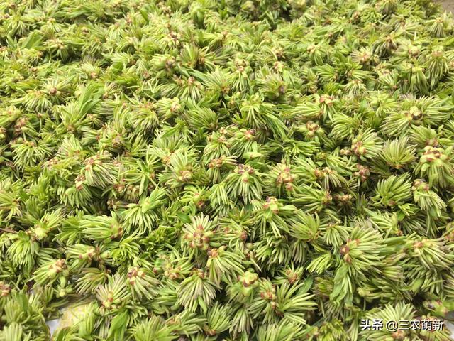 杜仲雄花茶的功效，关于杜仲雄花茶的功效（大量种植后却砍了当柴火烧）