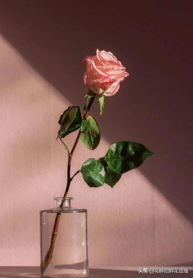 玫瑰花的寓意，玫瑰日常养护打理技巧（黄玫瑰花语象征与寓意）