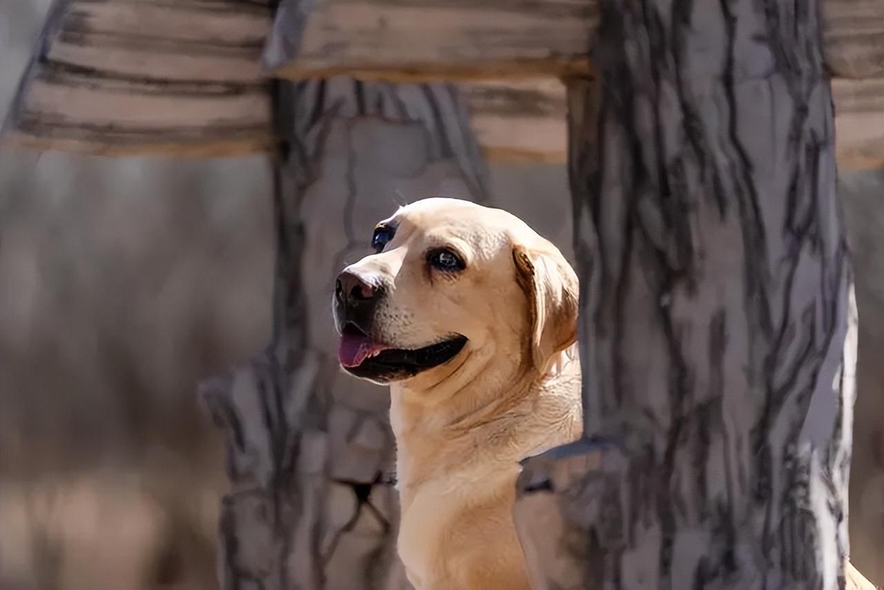 拉布拉多犬的价格(拉布拉多价格多少钱一只幼犬)