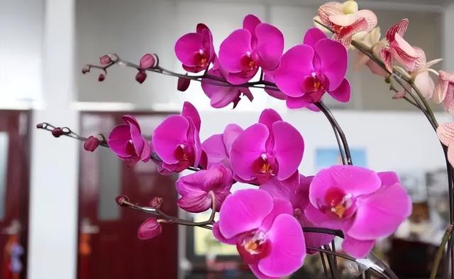 春节花卉品种大全大图，春节遇花期，五彩斑斓过新年