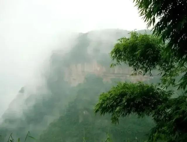 咬定青山不放松立根原在破岩中写的植物是，咬定青山不放松立根原在破岩中（咬定青山不放松立根原在破岩中写的植物是不谋）