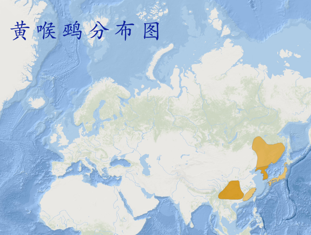 虎头凤鸟的叫声，虎头凤鸟怎么养容易乖（让西安人痴迷的这种鸟到底魅力在哪）