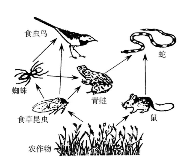 梦见家里有蛇并驱赶蛇，梦见家里有蛇然后赶走（为什么说蛇进家不能打）