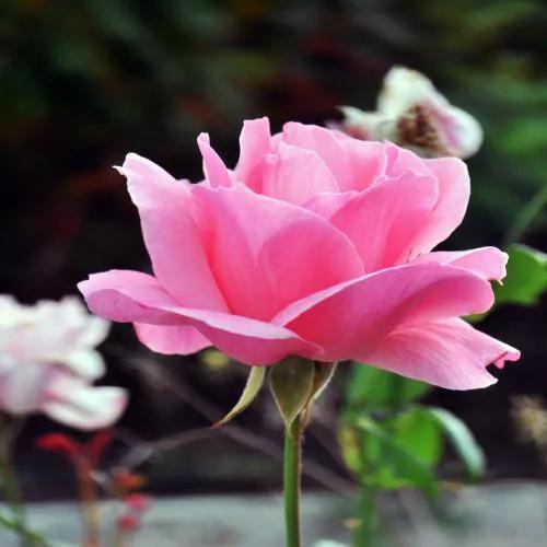 关于担心牵挂的句子，关于担心牵挂的句子古诗（注定是一生的牵挂惦念）