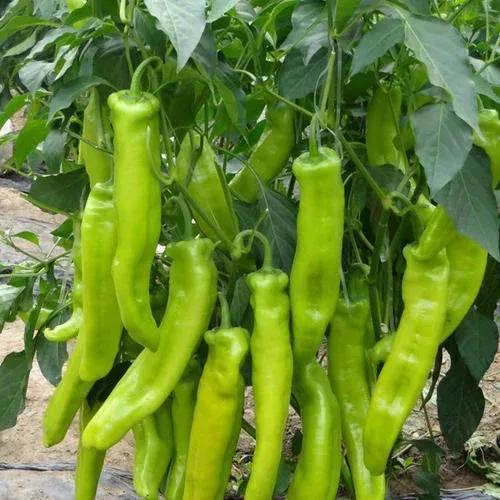 辣椒种类图带名称大全 - 百科 - 布条百科