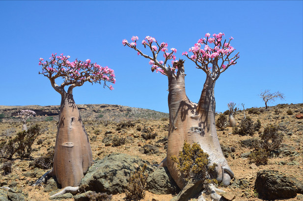 常见的八种多肉植物，各种各样的多肉植物（6种“小多肉”）