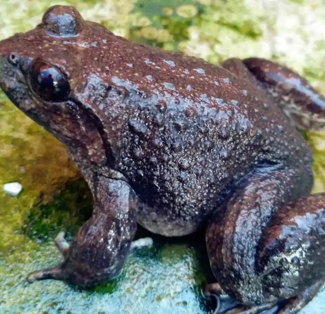 小山沟里的野生石蛙，大山小溪里稀有的物种