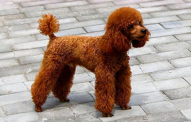 狗最多能活多少年，狗能活多少年的寿命（这几种“长命狗”）