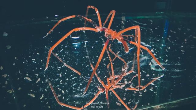 什么是具足虫，具足虫平安名堇（窥探奇异生物的世界）