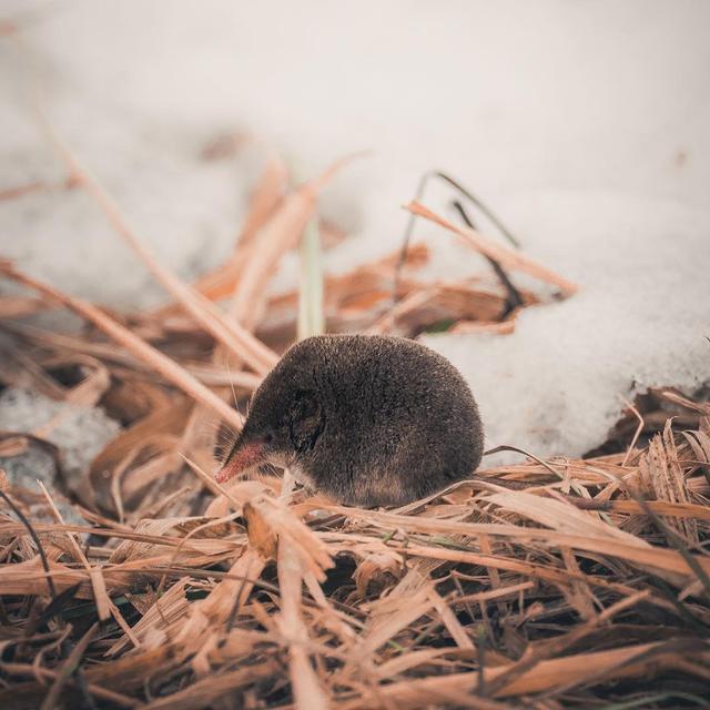 老鼠长什么样子，老鼠长什么样子(文字)（每分钟心脏能跳1200下）