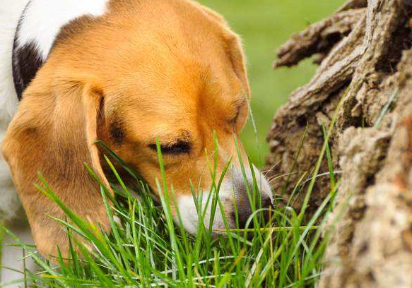 狗吃草什么原因,狗狗吃了草以后吐是怎么回事(狗狗经常吃草)