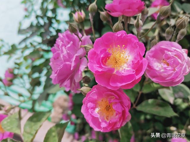 爬藤蔷薇怎么种，爬藤蔷薇有哪些（想养爬藤花木就选这种吧）