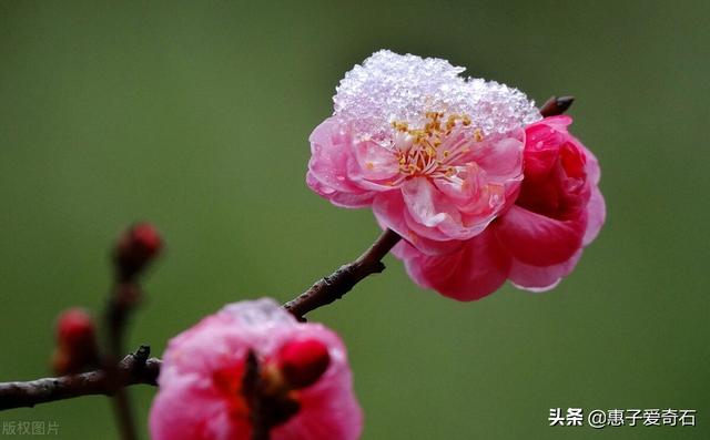 菊花残满地伤下一句是什么，菊花残满地伤的下一句是什么（赞美花中四君子的十二首诗词）