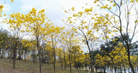 东莞自驾一日游更佳景点，打卡松山湖黄花风铃木+水濂山森林公园