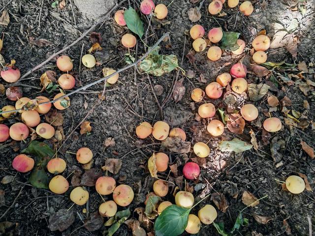 沙果饮品的做法，沙果饮品的做法和配料（沙果——割不断的乡愁之五）