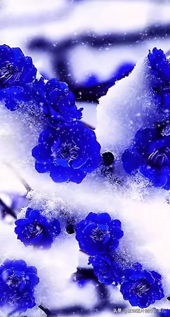 腊梅图片，一花一世界（腊梅图片）