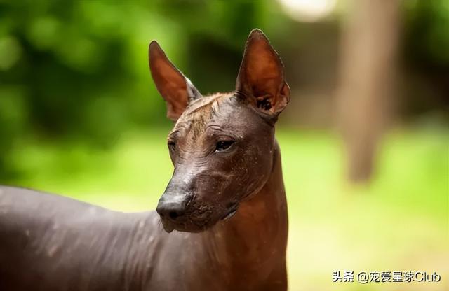 小狗的简单介绍，狗的介绍手抄报（狗狗也分高低贵贱）