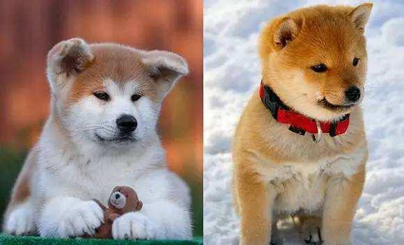 秋田犬和柴犬的区别，如何区分柴犬与秋田犬（教你轻松分辨秋田犬和柴犬）