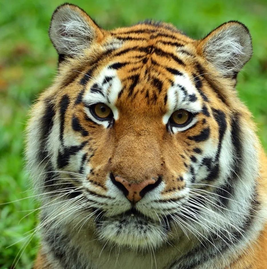 属虎名字有龙,挑战全网最全带虎成语-生肖-荣耀易学