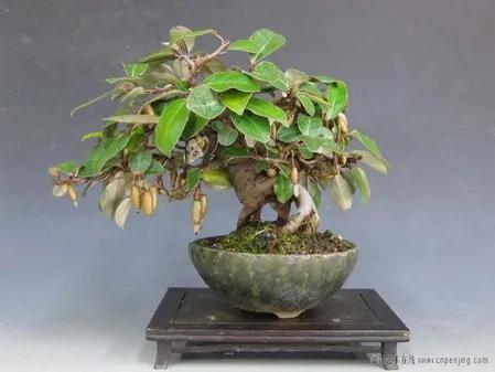 胡秃子盆景的养殖方法，唯美图片——胡颓子盆景欣赏（野生胡秃子盆景怎么养）