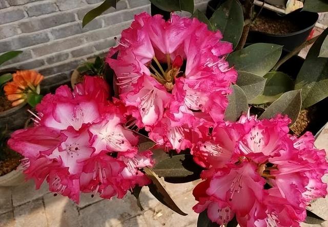 杜鹃花的三大特征，你家的杜鹃花是哪种