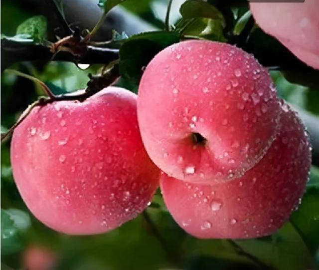 每天早上吃个苹果可以减肥吗，早上吃苹果可以减肥吗（广州一女子每天早上“空腹吃苹果”）