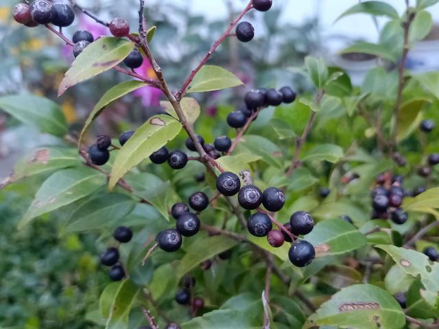 鲜花的花语和花的数目的寓意，鲜花数量的寓意（100种迷人的“数字花”）