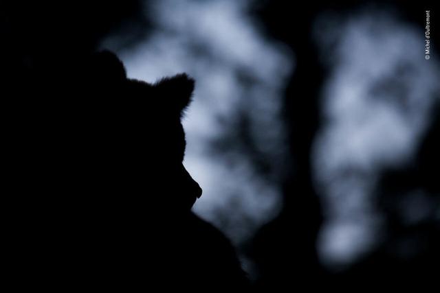 欧美吴彦祖，微信头像，欧美吴彦祖（2018年度最佳野生动物摄影作品图集）