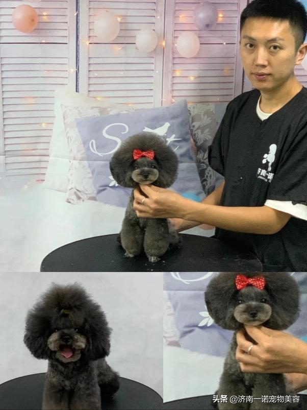 宠物美容师培训教程，6步剪出宠物店同款泰迪造型（宠物美容师自学教程）
