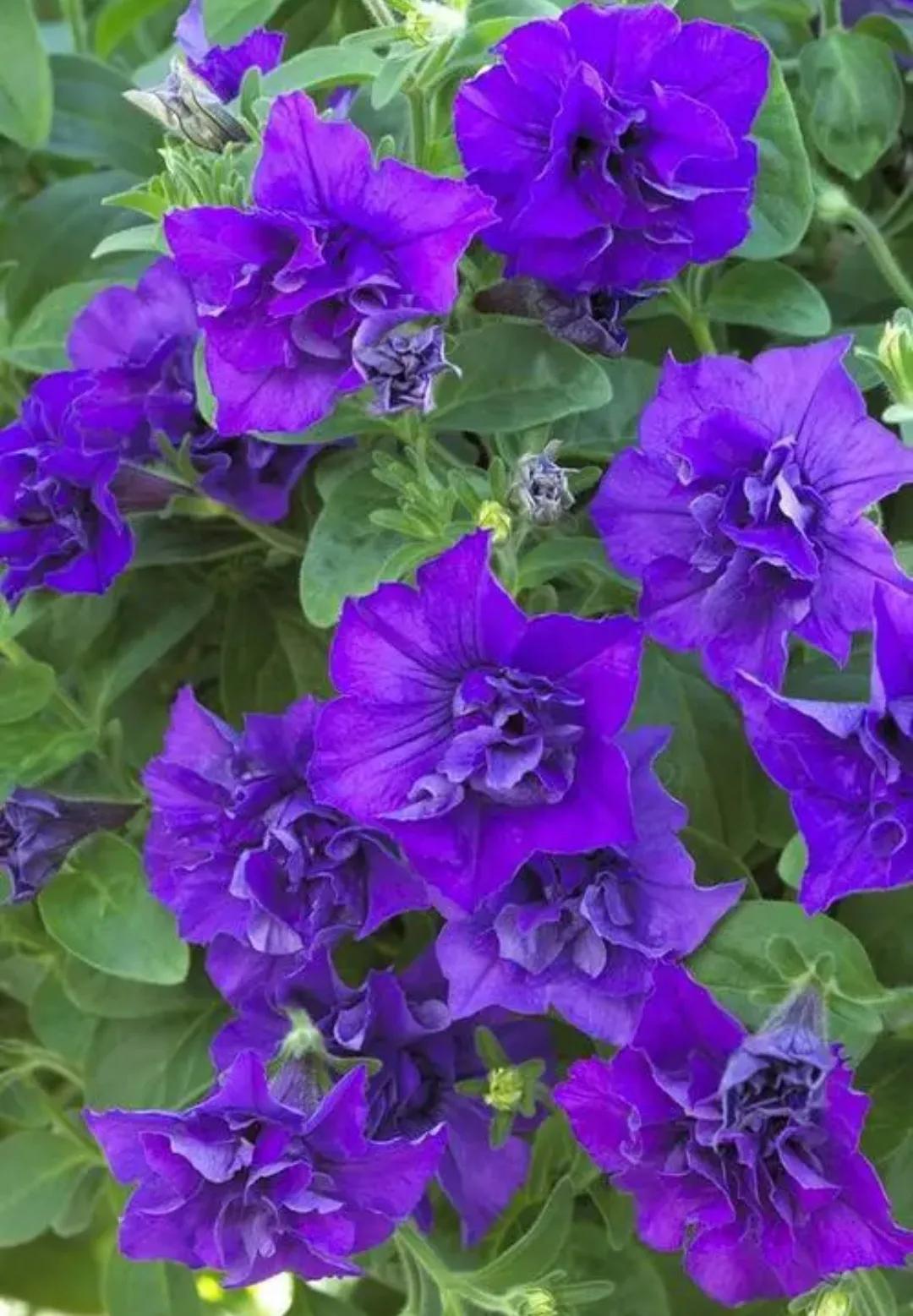 花形有单瓣和重瓣两个品种.紫罗兰色彩缤纷,绝不是只有紫色一种颜色.