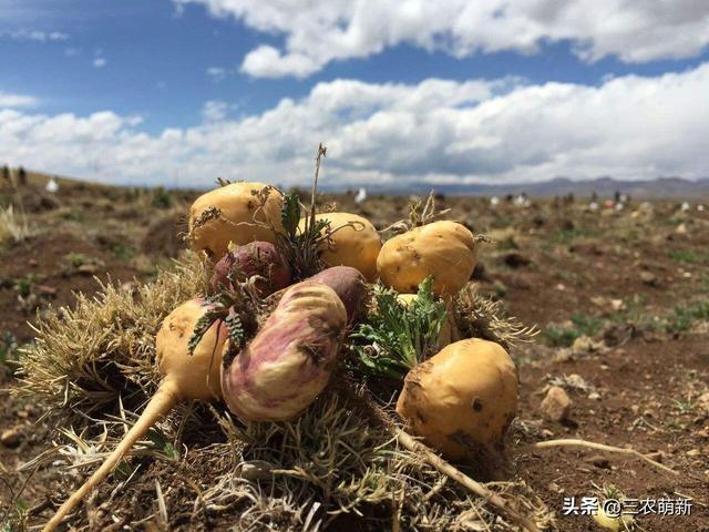 玛卡是什么东西，玛卡药店有卖的吗（玛咖：人称南美人参）