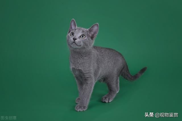 蓝猫好养活吗，蓝猫好养吗（蓝猫好养吗？需要注意什么）