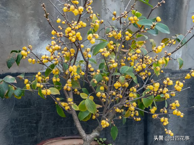 耐寒的花卉有哪些，耐寒好养的花卉有哪些（下雪天也能变美开花）