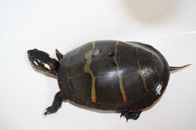 宠物乌龟起什么名字好，浅谈常见宠物乌龟种类-新手饲养篇