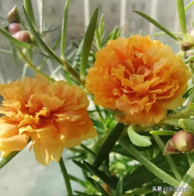 太阳花的寓意和花语，太阳花的花语和寓意