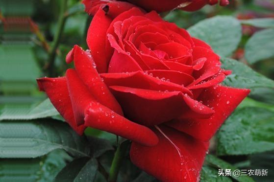 月季花的生长过程，月季从播种到发芽、长叶、开花的全过程（附带图片大全和种植方法）