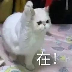 可爱猫咪表情包，最新无水印猫咪可爱表情包（一些可爱猫猫表情包）