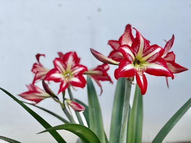 朱顶红几月份开花，10月如何养护朱顶红让春节能开花（喜欢朱顶红别“偷懒”）