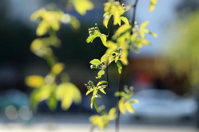七叶子的功效与作用，菊三七叶子的功效与作用（春到嘉州 ， 蔷薇花开七里香）