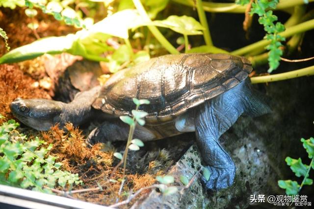 乌龟认识主人吗，乌龟能不能认识主人（那怎样向巴西龟表示友好呢）