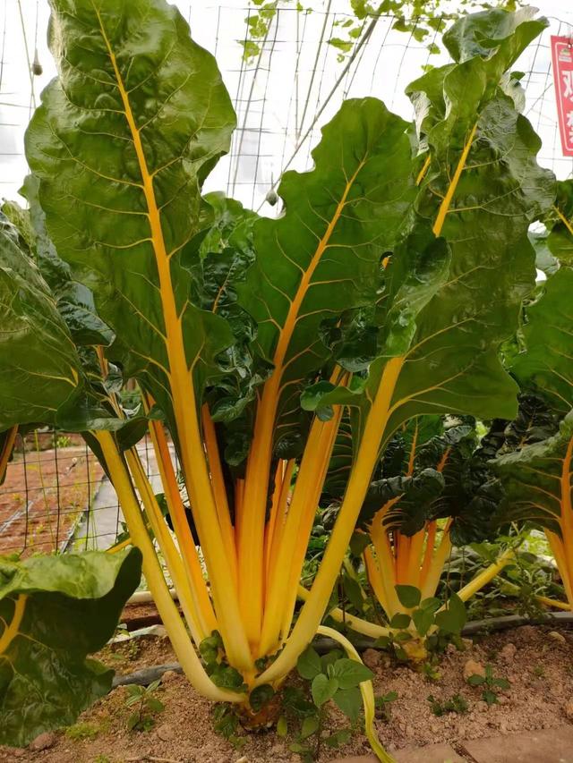 牛皮菜根里的牛皮是什么，牛皮菜的根是什么样的（这样的牛皮菜你们见过吗）