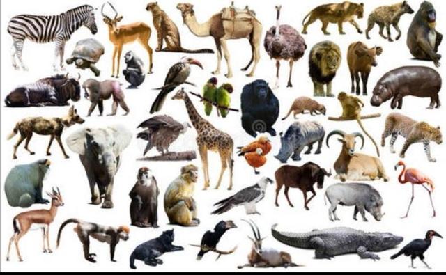 先有鸡还是先有蛋标准答案，先有鸡还是先有蛋正确答案（6.1亿年前化石给出答案）