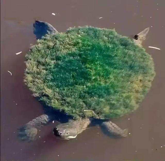 海洋生物图片，赶海常见的海洋生物图片（罕见的多种海底生物欣赏）